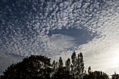 Fallstreak hole in altocumulus clouds