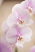 Phalaenopsis orchid flowers