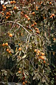 Persimmon tree (Diospyros kaki ) covered with fruit