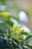 Murraya (Murraya paniculata) flower buds