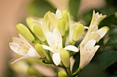 Murraya (Murraya paniculata) flowers