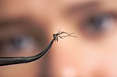 Student studying a mosquito