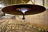Heater in chicken barn