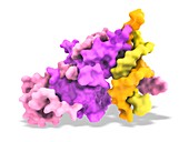 Aryl hydrocarbon receptor binding to DNA, illustration