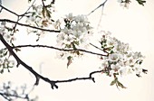 Apple (Malus sp.) blossom