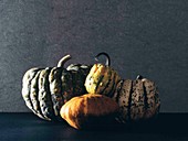 Squashes (Cucurbita sp.)
