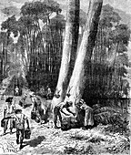 Rubber industry in the Amazon, 19th century