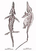 Jurassic ichthyosaur fossils, 19th century