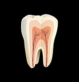 Human tooth anatomy, illustration