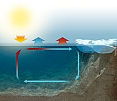 Ocean thermohaline circulation mechanism, illustration