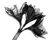 Amaryllis flowers, X-ray