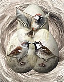 Sparrow speciation, illustration