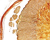 Ventral roots of spinal cord, light micrograph