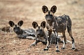 African wild dogs