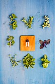 Assortment of herbs used for essential oils