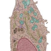 Mammalian cell, TEM