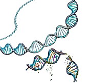 Genetic repair, conceptual illustration