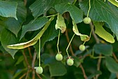 Large-leaved lime (Tilia platyphylles) fruits