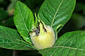 Medlar (Mespilus germanica) developing fruit