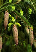 Norway spruce (Pices abies) cones