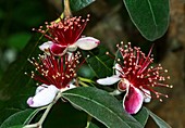 Pineapple guava (Feijoa sellowiana) in flower