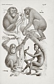 Haeckel on the Evolutionary History of Man, 1877
