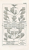 Animal evolutionary tree by Haeckel, 1874