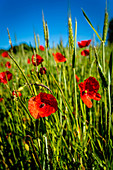 Poppies in a field of wheat