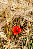 Poppy in a field of wheat