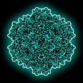 Adeno-associated virus 1 capsid, molecular model