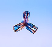 Bullet rosette snowflake, light micrograph