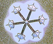 Star and plate snowflake, light micrograph