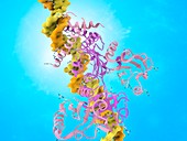 Hypoxia transcription factors binding to DNA, illustration