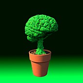Growing brain food, conceptual image