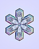 Sectored plate snowflake, light micrograph