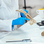 Archaeology researchers analyzing ancient antler tool
