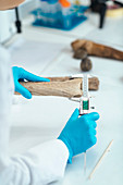 Archaeologists measuring prehistoric antler tool