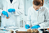 Archaeologists working in laboratory