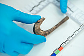 Archaeologist measuring ancient hook