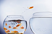 Goldfish jumping from crowded bowl