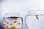 Goldfish escaping from crowded bowl