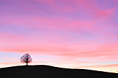 Single tree at sunset