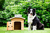 Foreclosure sign above the dog house