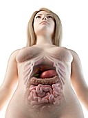 Female abdominal organs, illustration