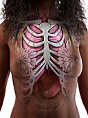 Female thorax anatomy, illustration