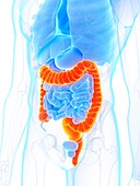 Large intestine, illustration