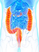 Large intestine, illustration