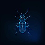 June bug, illustration