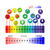 pH scale, illustration