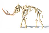 Woolly mammoth skeleton, illustration